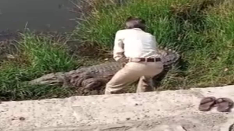 crocodile web