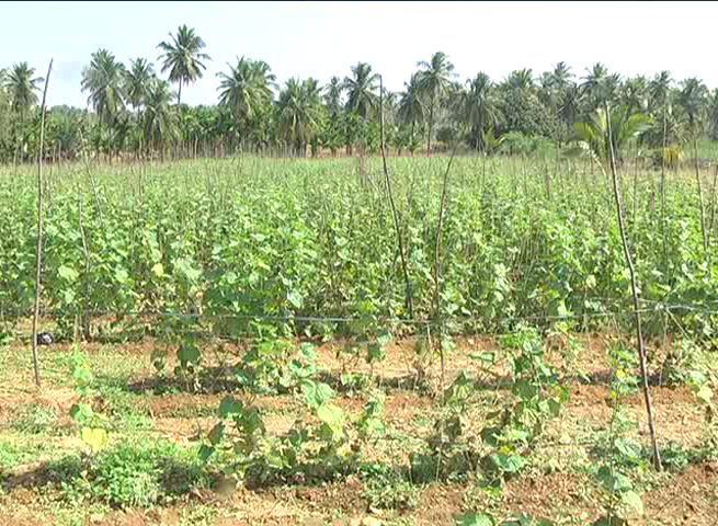 ctd farmer 11