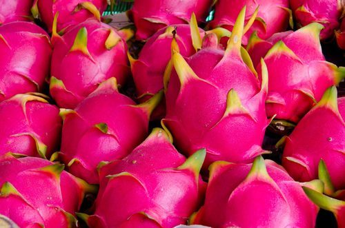 dragon fruit 500x500 1