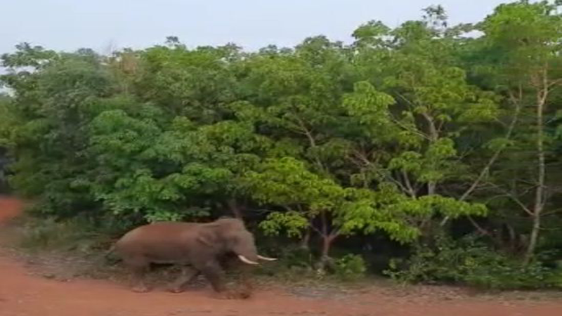 elephant web