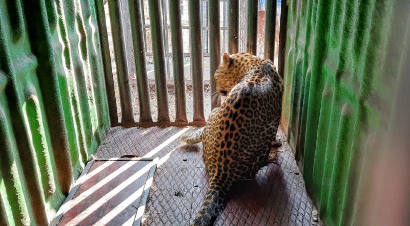 koppala leopard 1 1