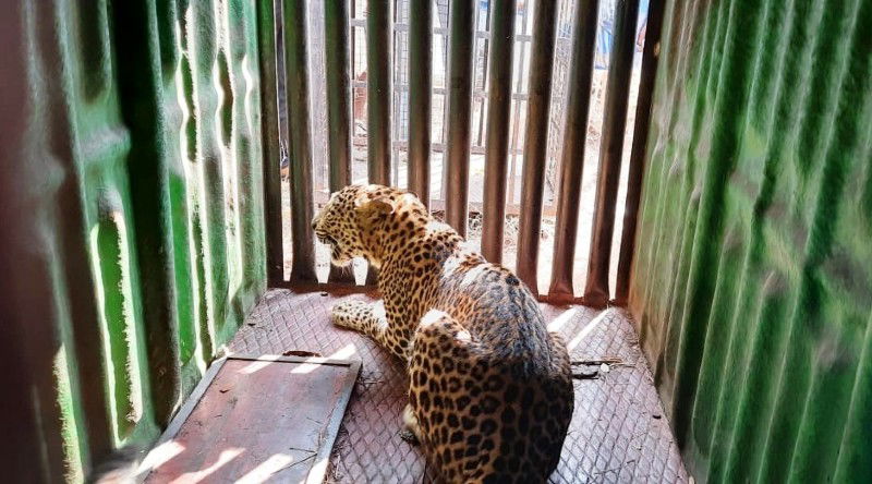 koppala leopard 2 1