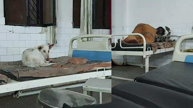 mandya dog dash board