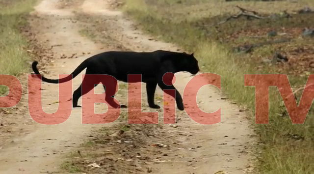 mys darshan black panther 2 4 copy