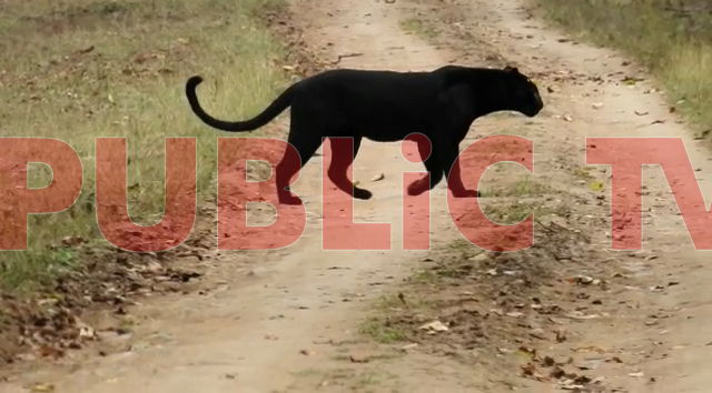 mys darshan black panther 2 5 copy