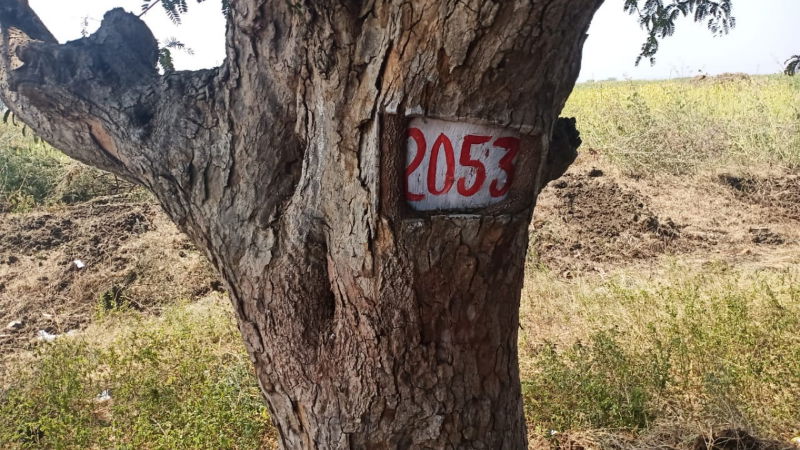 tree