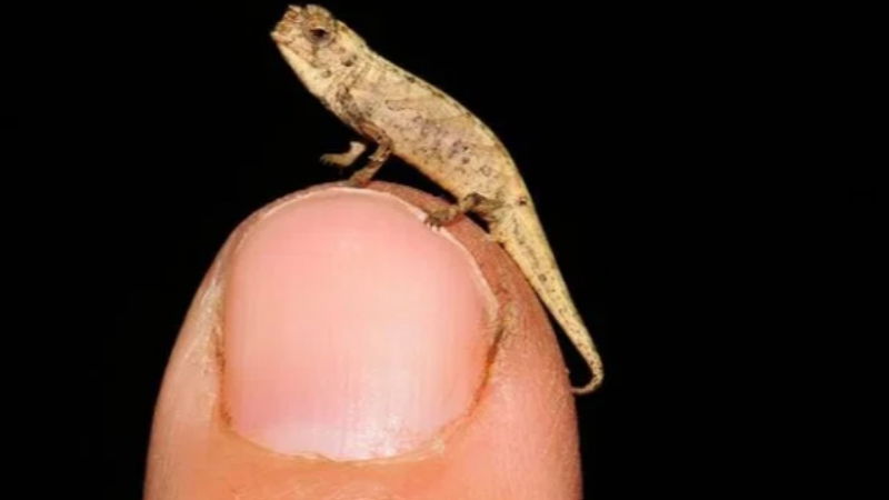 Chameleons