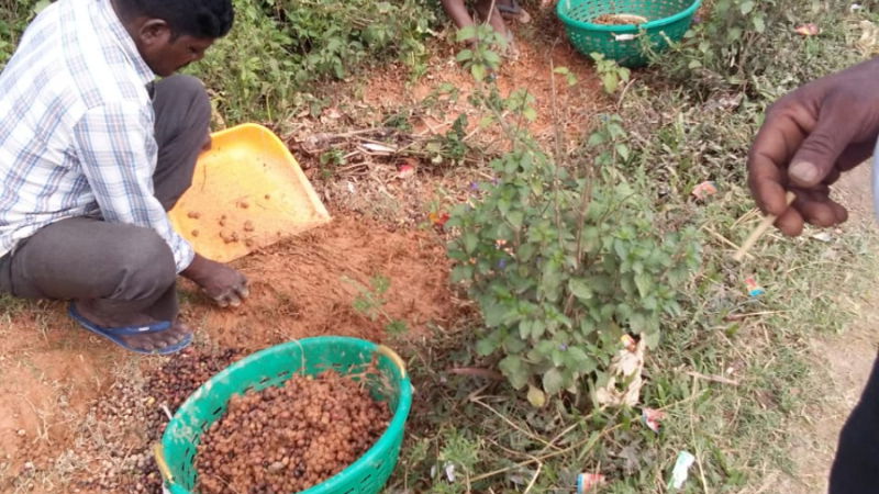 Chikkaballapur Coffee seed1