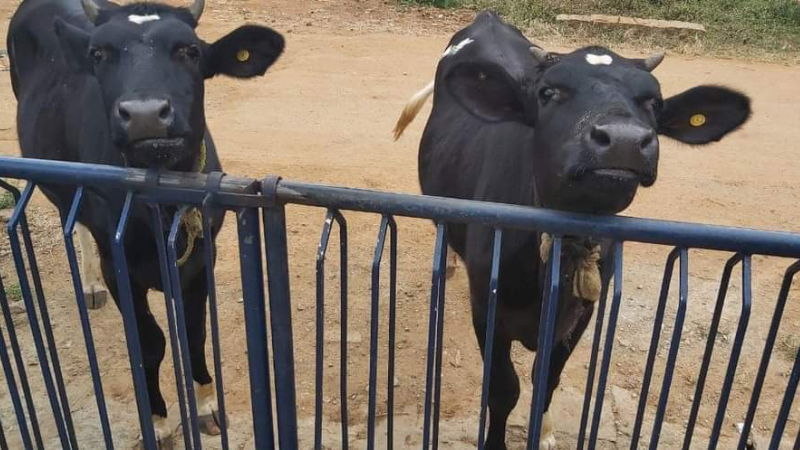 Hassan cow thef1