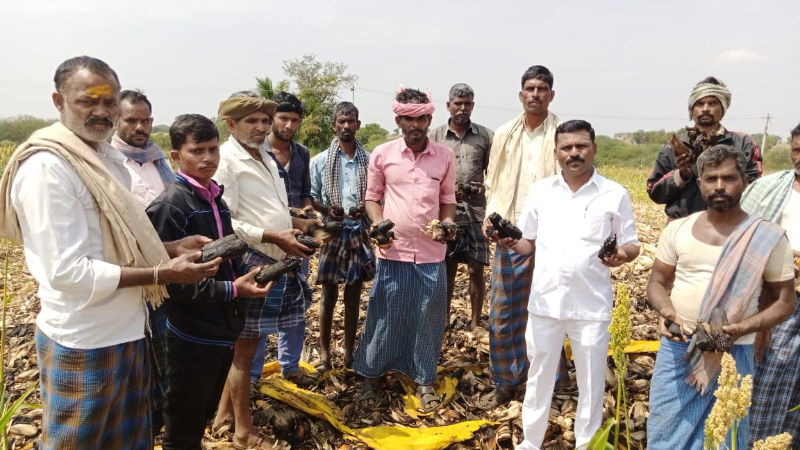 Haveri maize fire