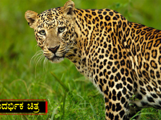 Leopard