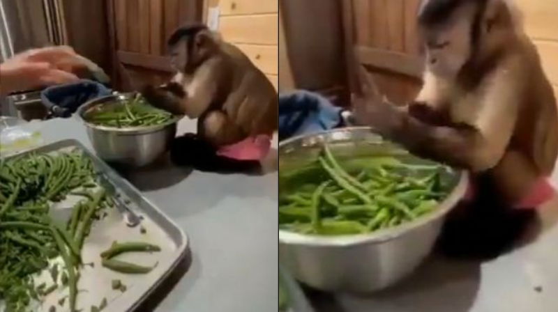 MONKEY 1