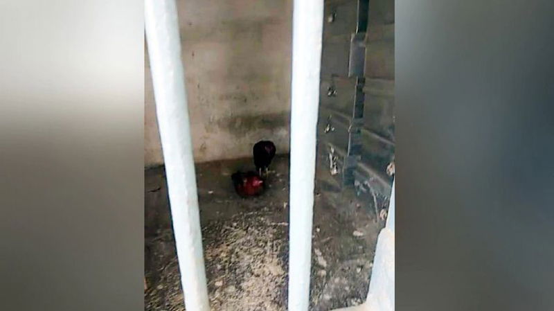 Rooster Jail 1