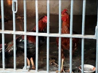 Rooster Jail
