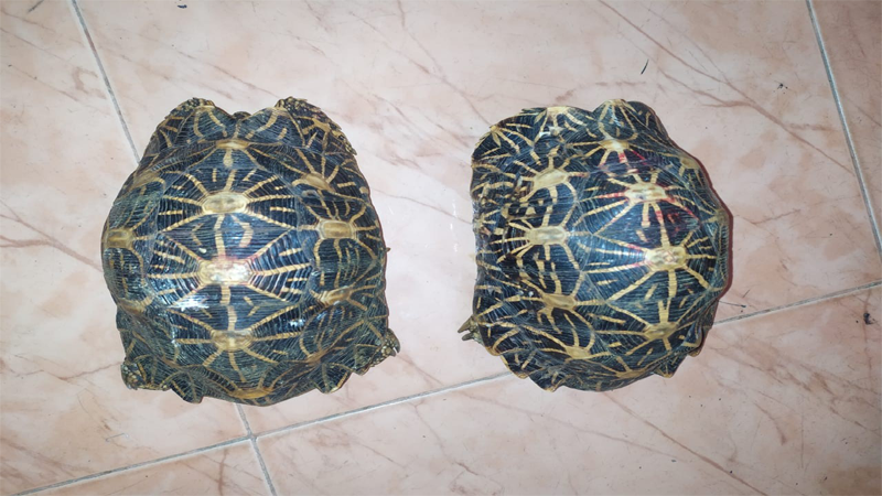 STAR TORTOISE WEB