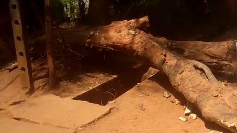 Shivamogga tree child crime