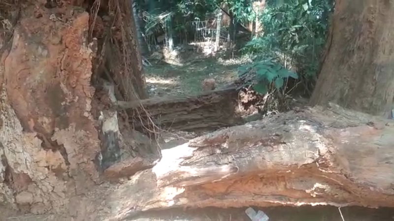 Shivamogga tree child crime2