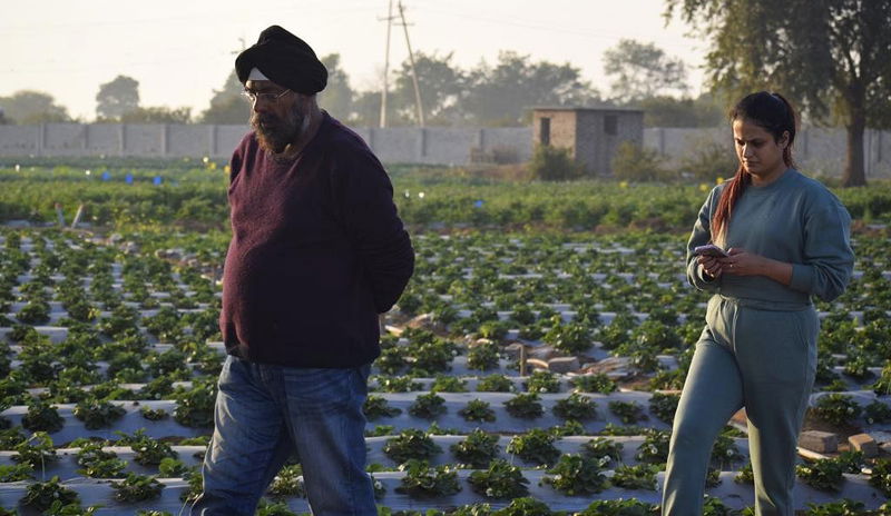 Strawberry Girl Gurlin Uttar Pradesh 2