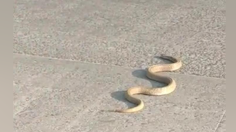 UDP Snake 1
