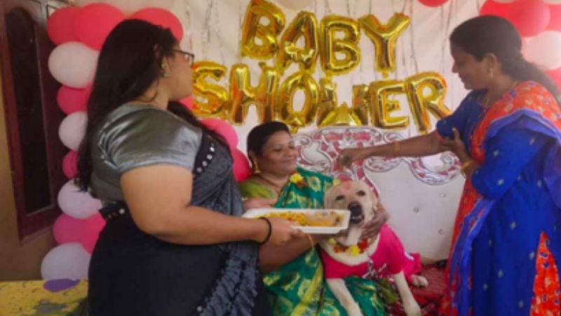 baby shower pet dog2