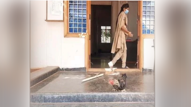 cockfighting2 1