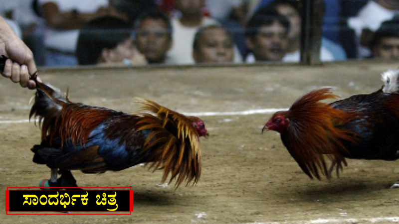 cockfighting2