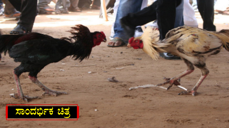 cockfighting6