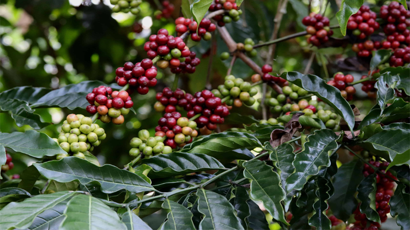 coffee plantation