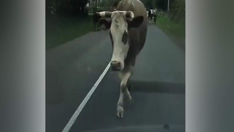 cow web 1