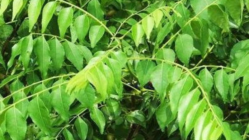 curry leaves4 1