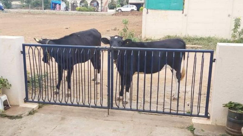 hassan cow thef2