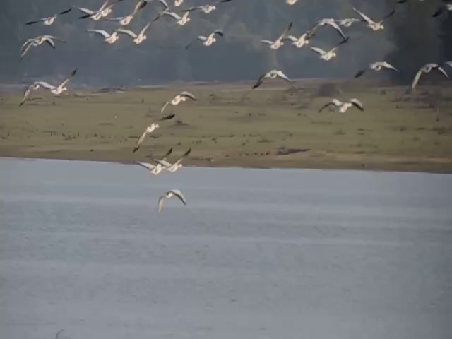 hsn birds 2