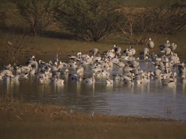 hsn birds 7