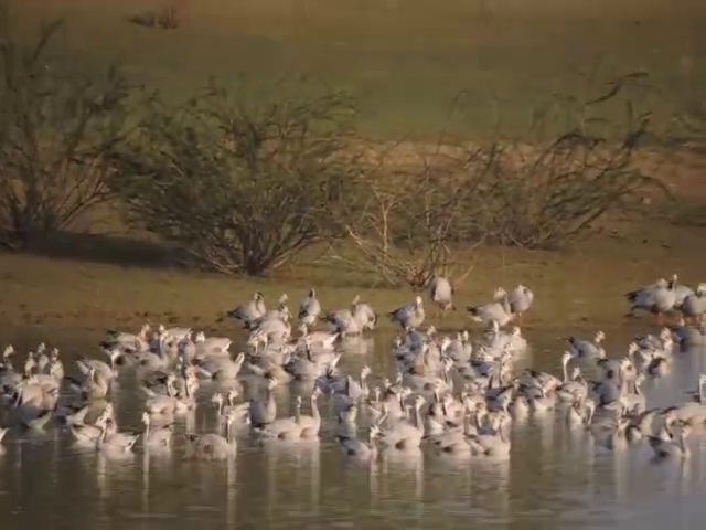 hsn birds 8