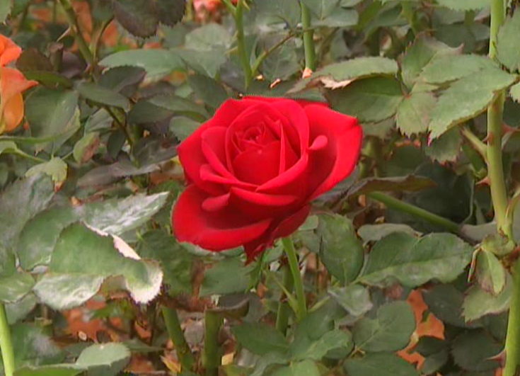 klr rose 15 e1613225237375