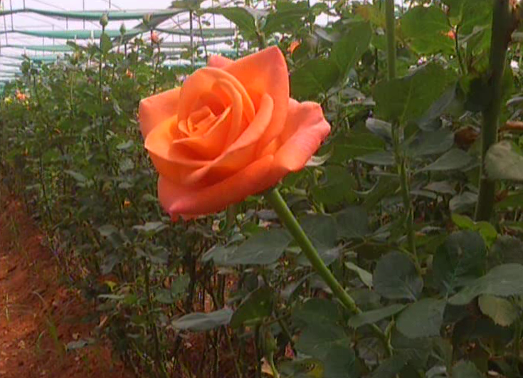 klr rose 3 e1613225189398
