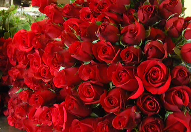 klr rose 6 e1613225212814
