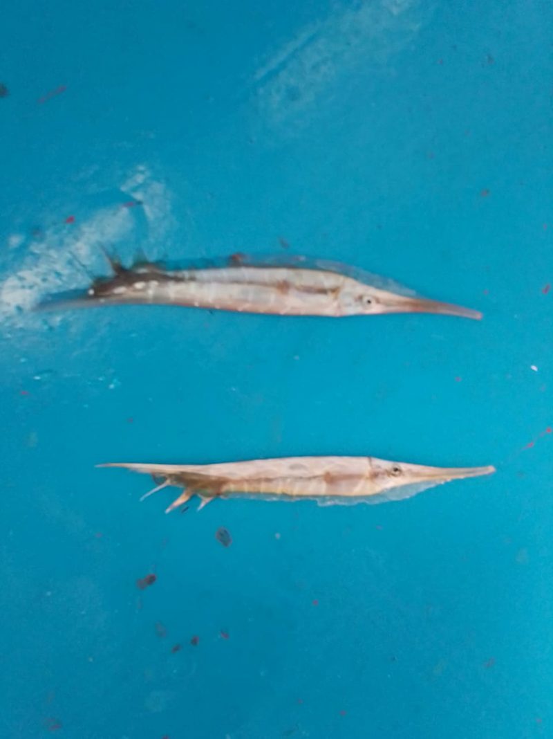 kwr fish 1 1