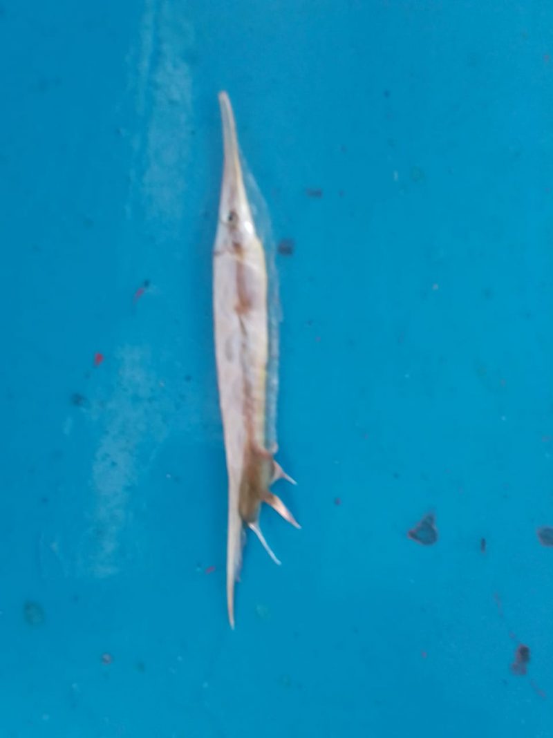 kwr fish 1 2