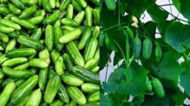 Ivy gourd2