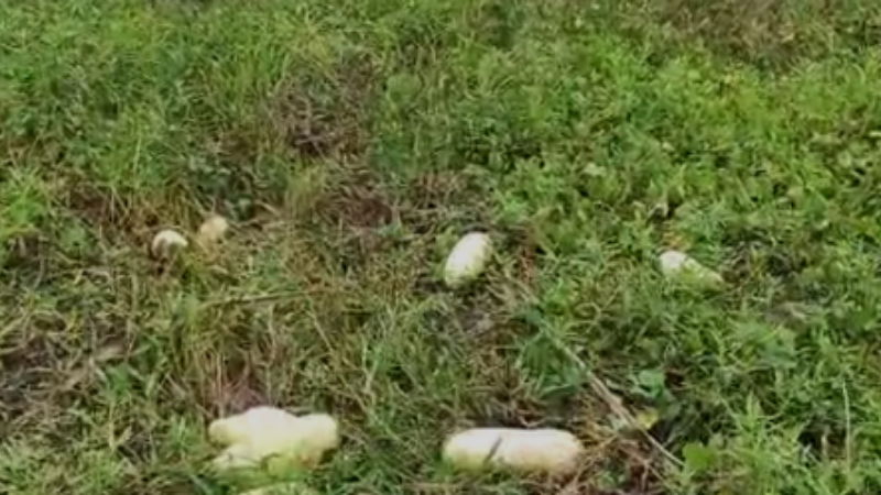 Mandya crop2