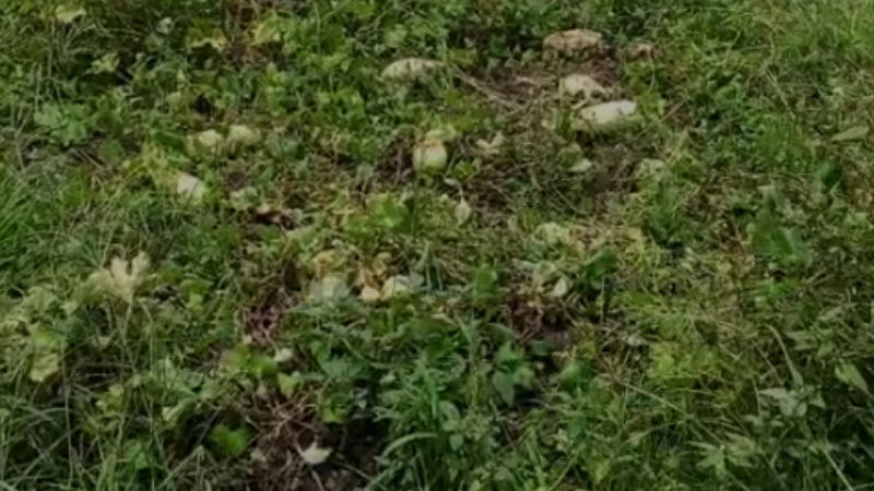 Mandya crop3