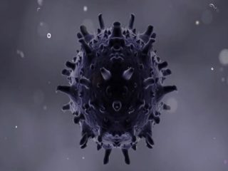 black fungus 1