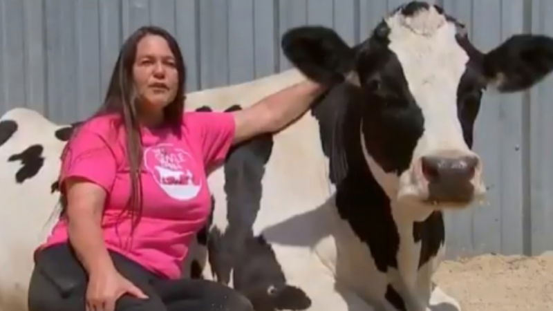 cow hugging2