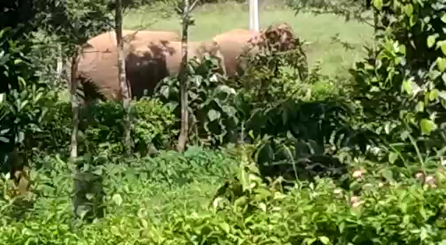 hassana elephant