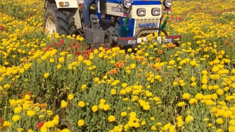 haveri Flower3