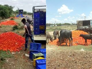 kolara crop waste