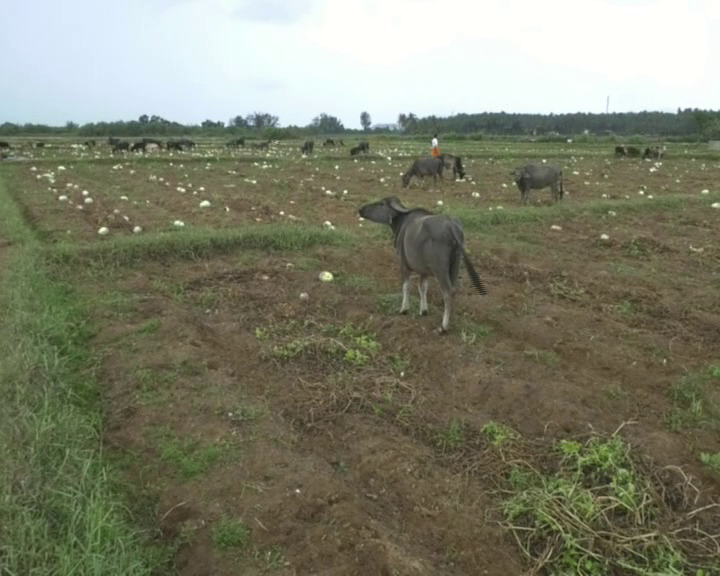 kwr crop loss 1