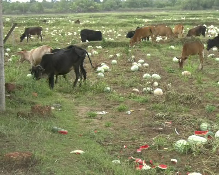 kwr crop loss 10