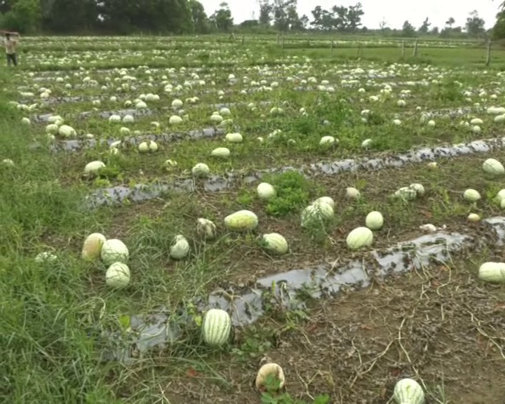 kwr crop loss 3